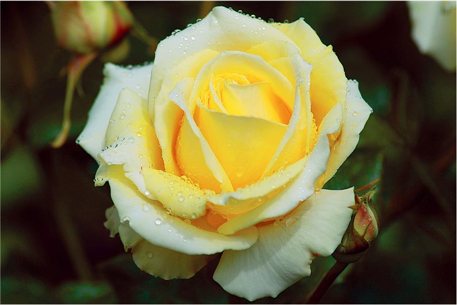 HYBRID TEA STD